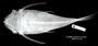 Ancistrus spinosus FMNH 8942 holo dv x